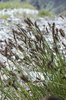 Carice di Davall - Carex davalliana | © e-pics M. Baltisberger