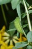 Lotier corniculé - Lotus corniculatus. Chenille du thècle de la ronce ou argus vert - Callophrys rubi | © e-pics A.Krebs