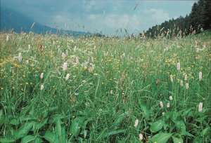 Prairie à dactyle, située dans une zone d’altitude à conditions rudes, riche en renouée | © Agroscope
