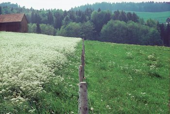 Herbages permanents fortement fertilisés. À gauche : prairie de fauche, à droite : pâturage | © Agroscope