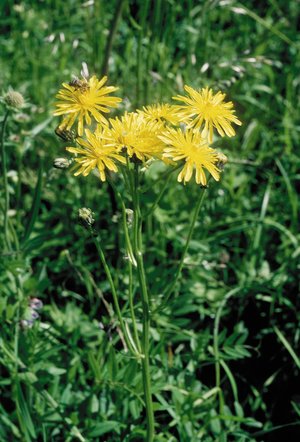 Wiesen-Pippau - Crepis biennis | © Agroscope