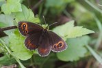 Waldteufel. Aufrechte Trespe liefert der Raupe Nahrung | © e-pics A.Krebs