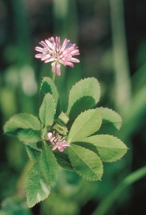 Trifoglio persiano - Trifolium resupinatum | © Agroscope