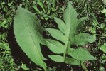 Cardo giallastro - Cirsium oleraceum | © Agroscope