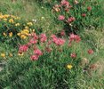 Trèfle des Alpes - Trifolium alpinum. Dans un pâturage à nard raide | © Agroscope
