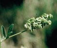 Luzerne - Medicago sativa. "Schneckenfrucht" | © W.Dietl