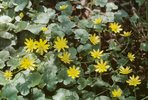 Scharbockskraut - Ranunculus ficaria | © e-pics A.Krebs