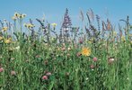 Mélange prairies de fauche riche en espèces, Mst Salvia | © Agroscope