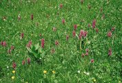 Prairie de litière, sous-type pelouse à laiche de Davall, présence d’orchis à feuilles larges | © Agroscope