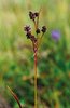 luzule à fleurs nombreuses - Luzula multiflora | © Agroscope