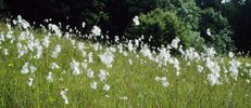 Breitblättriges Wollgras - Eriophorum latifolium | © e-pics A.Krebs