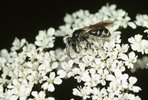 Geissfuss - Aegopodium podagraria. Mit Goldbeiniger Sandbiene - Andrena chrysosceles | © A.Krebs