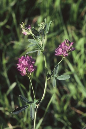 Luzerne - Medicago sativa | © Agroscope