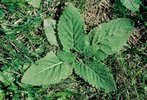 Rosette. Beispiel: Wiesen-Salbei - Salvia pratensis | © Agroscope