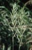 Brachypode penné - Brachypodium pinnatum. De très longs épillets | © e-pics M.Baltisberger