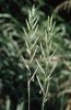 Fiederzwenke - Brachypodium pinnatum. Sehr lange Ährchen | © e-pics M.Baltisberger