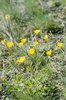 Ranuncolo bulboso - Ranunculus bulbosus | © e-pics A. Krebs