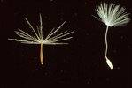 Rauer Löwenzahn - Leontodon hispidus. Pappus im Vergleich: Leontodon -> Fiederpappus (links), Taraxacum -> Haarpappus (rechts) | © e-pics M.Baltisberger