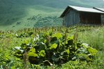 Alpen-Blacke - Rumex alpinus. Auf Viehlägerstelle | © e-pics A.Krebs