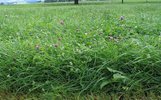Le raygrass anglais et le trèfle violet de ce mélange G seront peu à peu remplacés par des espèces plus persistantes | © H.Schmid, Hohenrain
