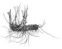 Alchémille vulgaire - Alchemilla vulgaris. Rhizome vigoureux, horizontal dans le sol | © ADCF