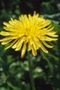 Wiesen-Löwenzahn - Taraxacum officinale | © e-pics A.Krebs