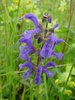 Wiesen-Salbei - Salvia pratensis | © Agroscope