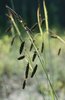 Laîche glauque - Carex flacca | © e-pics A.Krebs