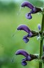 Sauge des prés - Salvia pratensis | © e-pics M.Baltisberger