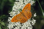 Geissfuss - Aegopodium podagraria. Mit Kaisermantel - Argynnis paphia | © A.Krebs