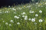 Wiesen-Löwenzahn - Taraxacum officinale | © e-pics A.Krebs