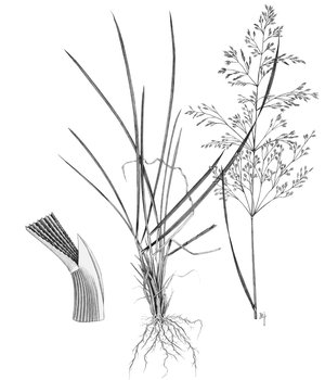 Canche cespiteuse - Deschampsia cespitosa | © ADCF