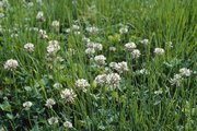 Prairie de fauche-pâture à ray-grass anglais et à pâturin des prés, de composition botanique typique | © e-pics A.Krebs