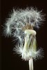 Wiesen-Löwenzahn - Taraxacum officinale. Frucht mit Haarpappus auf Stiel | © e-pics M.Baltisberger