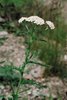 Schafgarbe - Achillea millefolium | © Agroscope