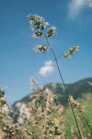 Knaulgras - Dactylis glomerata | © Agroscope