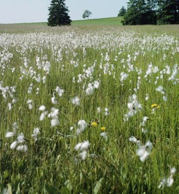 Breitblättriges Wollgras - Eriophorum latifolium | © e-pics A.Krebs