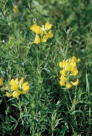 Wiesenplatterbse - Lathyrus pratensis |  © Agroscope