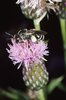 Chardon des champs - Cirsium arvense. Avec une macropède commune - Macropis europaea | © e-pics A.Krebs
