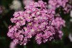 Schafgarbe - Achillea millefolium. Rosa Farbvariante, Lötschental VS | © e-pics A.Krebs