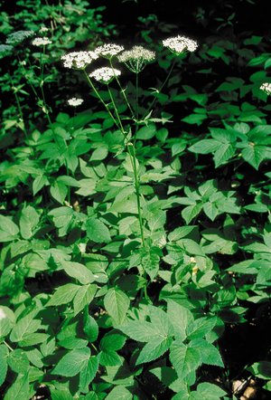 Geissfuss - Aegopodium podagraria | © Agroscope