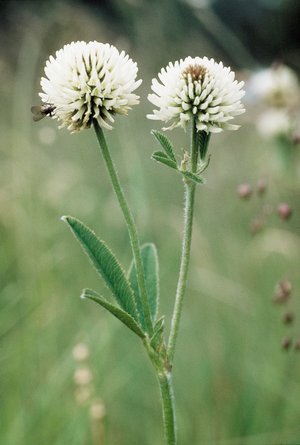 Trifoglio montano - Trifolium montanum | © Agroscope
