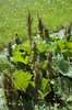 Alpen-Blacke - Rumex alpinus | © e-pics A.Krebs