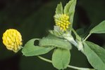 Gelbklee / Hopfenklee - Medicago lupulina. Raupe des Bläulings | © e-pics A.Krebs