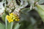 Gelbklee / Hopfenklee - Medicago lupulina. Steppenbiene - Nomioides | © e-pics A.Krebs