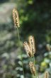 Borstenhirse - Setaria sp. | © e-pics A.Krebs