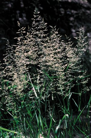 Fioringras - Agrostis gigantea | © Agroscope