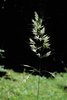 Avoine pubescente - Helictotrichon pubescens | © Agroscope