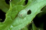Coleottero del genere Cassida - Cassida spp. al pascolo su foglia di cardo giallastro - Cirsium oleraceum | © e-pics A. Krebs