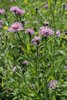 Wiesen-Flockenblume - Centaurea jacea | © e-pics A.Krebs